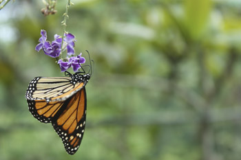 Papillons en liberté
