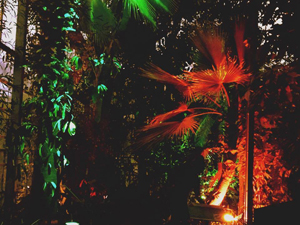 Botanic night