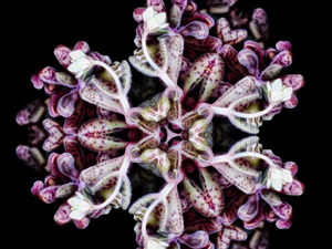 Fascination of Plants day