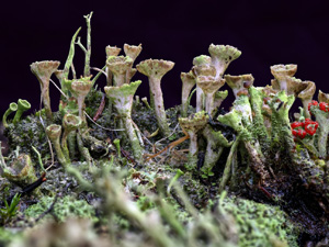 A découvrir dès à présent… Un nouvel espace dédié aux mousses et aux lichens